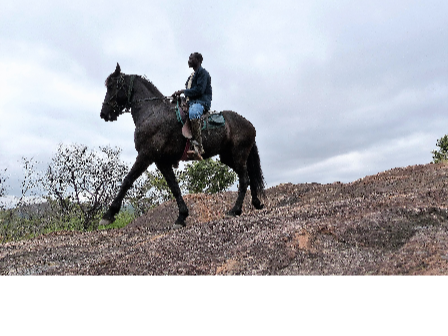 Horse and Hippo Safari